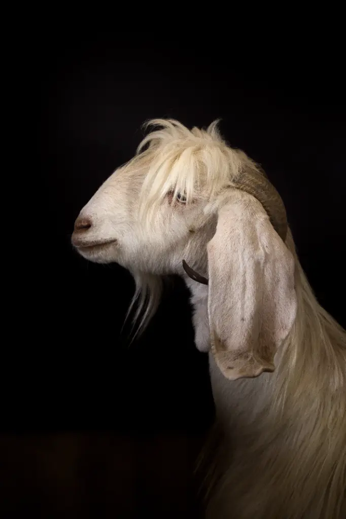 Untitled, photography print, limited edition