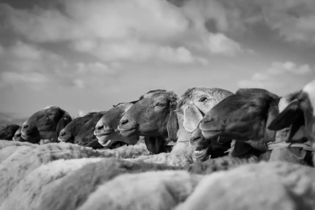 Untitled, photography print, open edition