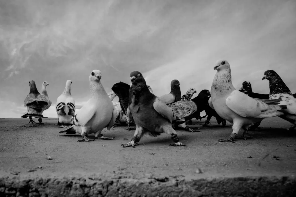 Untitled, photography print, open edition 